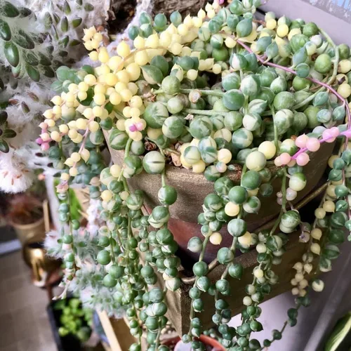 Miniatura 9 de Cadena de perlas abigarradas planta viva, enredadera suculenta arrastrada, planta de interior viva rara en maceta