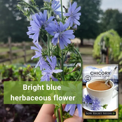 Miniatura 3 de Sow Right Seeds - Semillas de flores de achicoria para plantar - Semillas de reliquia sin OMG con instrucciones para cultivar - Flores silvestres