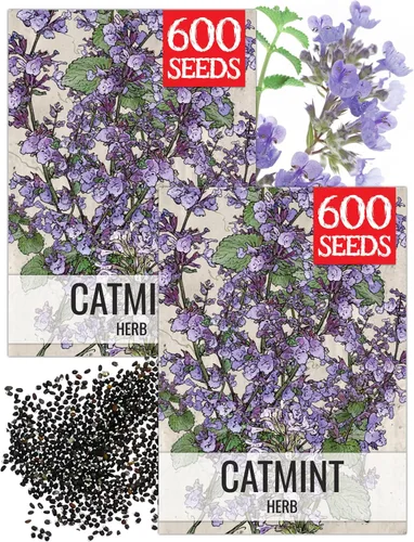 Miniatura 15 de Seed Needs Semillas de hierba gatera para plantar Nepeta cataria - Semillas de hierbas sin OMG y sin tratar para plantar y cultivar un jardín