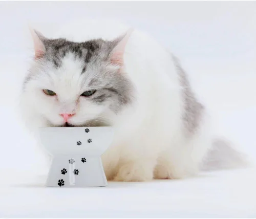 Miniatura 9 de Necoichi - Cuenco elevado de comida para gatos, cuenco elevado de cerámica para fatiga de bigotes y cuello, apto para lavavajillas y microondas
