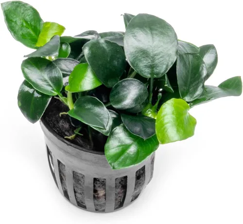 Miniatura 27 de SubstrateSource Plantas vivas – Anubias Hastifolia (Anubias hastifolia) – Luz baja a moderada, hojas en forma de flecha de color verde medio a