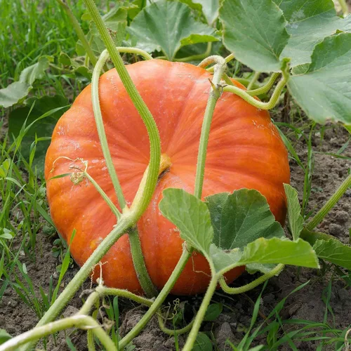 Miniatura 16 de Eden Brothers Semillas de calabaza – Semillas gigantes sin OMG del Atlántico para plantar, paquete Semillas vegetales de alto rendimiento y rápido