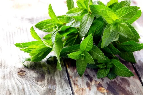 Miniatura 5 de Semillas de menta para plantar en exteriores e interiores, más de 500 semillas sin OMG para jardín de hierbas