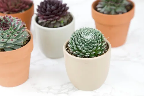 Miniatura 2 de Sempervivum - Plantas suculentas decorativas (5 unidades), plantas vivas de interior, plantas de interior vivas, regalos de jardinería para amantes