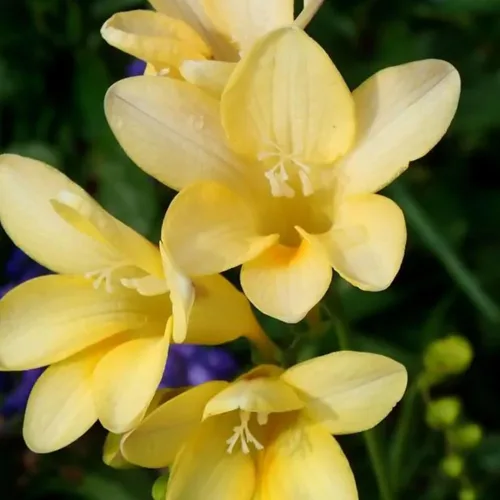 Miniatura 7 de Fresia - Bulbos de flores amarillas dobles fragantes, bombillas perennes fáciles de cultivar para plantar en otoño, perfectos para flores cortadas