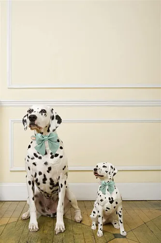 Miniatura 5 de Unique style paws Collar de perro de color verde sedoso, ajustable, duradero, con lazo para boda, collar de pajarita para cachorros y gatos pequeños