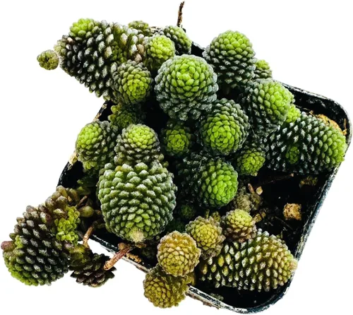 Miniatura 3 de Plantas de cactus suculentas vivas raras (maceta Monanthes polyphylla)
