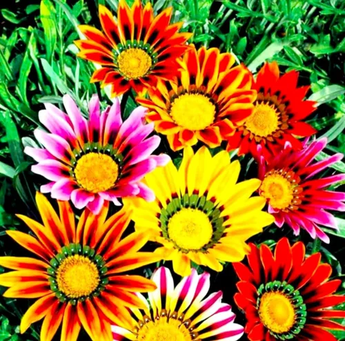 Miniatura 7 de 100 semillas de Gazania mezcla a rayas flores plantas de cobertura del suelo raras crecen fácilmente - PeavyTailor