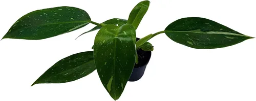 Miniatura 3 de BubbleBlooms White Knight Philodendron, Philodendron Erubesens Hybrid - Maceta híbrida de 2 pulgadas