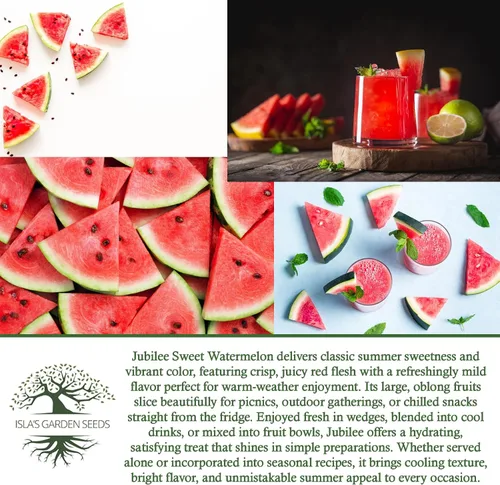 Miniatura 6 de Semillas de sandía dulce Jubilee (Citrullus lanatus) – Más de 50 semillas sin OMG y reliquias de Isla's Garden Seeds, melones grandes oblongos