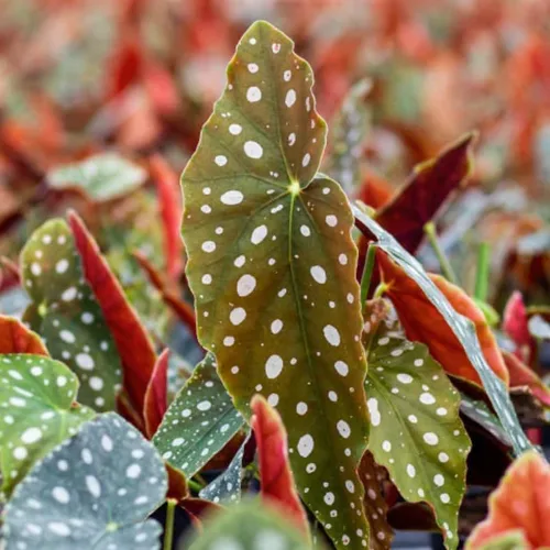 Miniatura 4 de Combo de 4 begonias plantas de interior vivas para interiores, planta viva de begonia maculata de ala de ángel, begonias de lunares para exteriores
