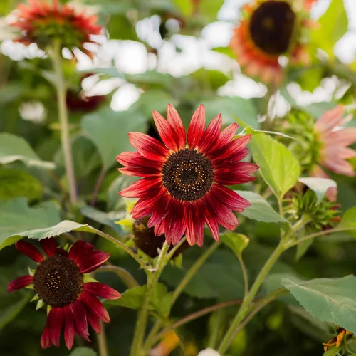 Miniatura 51 de Eden Brothers Semillas de girasol - Autumn Beauty