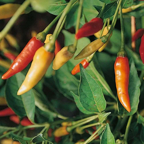 Miniatura 2 de Pimienta tabasco en polvo de 2 onzas, condimento seco y molido, un condimento picante versátil para usar en una variedad de comidas. - Country Creek