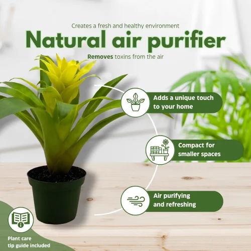 Miniatura 8 de BubbleBlooms Bromelia amarilla en maceta de 4 pulgadas Nidularium billbergioides