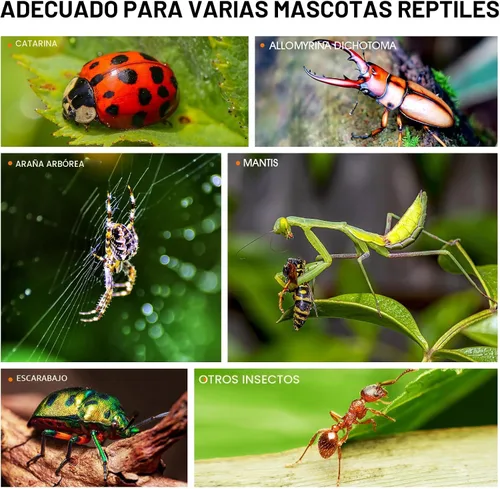 Miniatura 7 de MYGIIKAKA Accesorios de caja de araña saltadora, caja de araña de tarántula, jaula para insectos, recinto de hábitat de mantis rezando, terrario