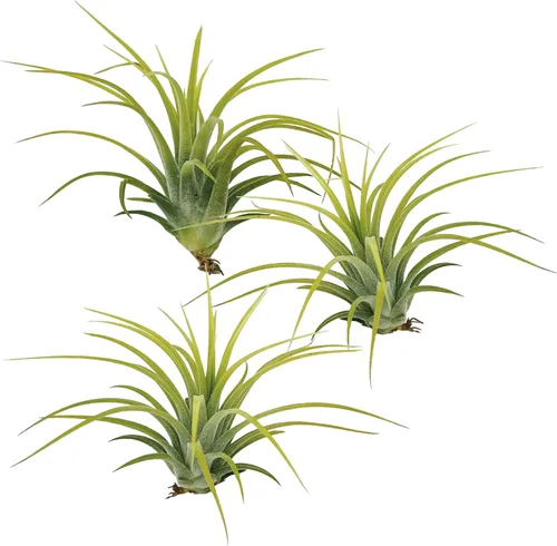 ragnaroc Plantas de aire – Druida Tillandsia Ionantha, Regular 2-3 pulgadas – 3 ct – Llegada viva garantizada – Plantas de interior para decoración
