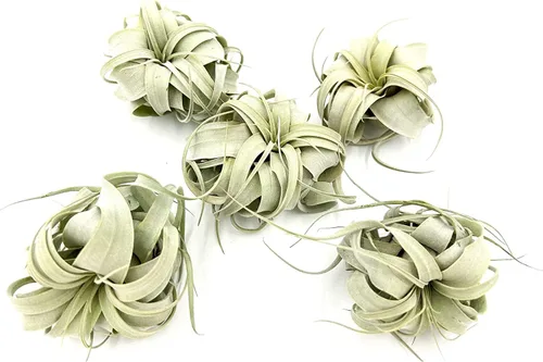 Miniatura 13 de ragnaroc Plantas de aire – Tillandsia Xerographica, gigante de 9-14 pulgadas – 1 unidad – Llegada viva garantizada – Plantas