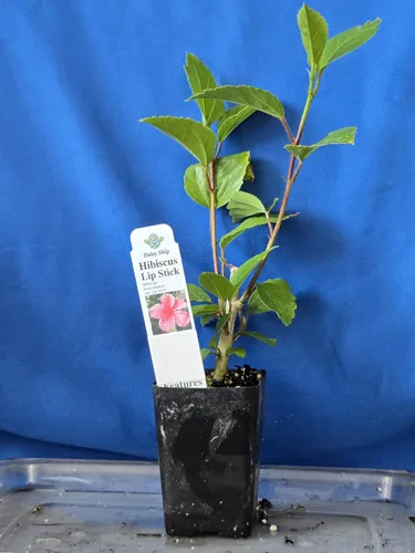 Miniatura 4 de Hibisco Rosa. rosa-sinensis. Planta Viva - Hibisco Tropical Floreciente, Flores Bonitas, Usado en Té y Jugo (2 Plantas de Hibisco Rosa)