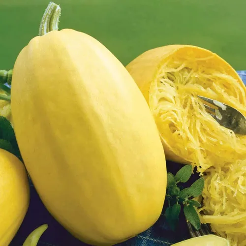 Miniatura 2 de Park Seed Semillas de calabaza espagueti híbridas Tivoli - Ganador de la AAS con sabor dulce y textura crujiente, hábito compacto de arbusto
