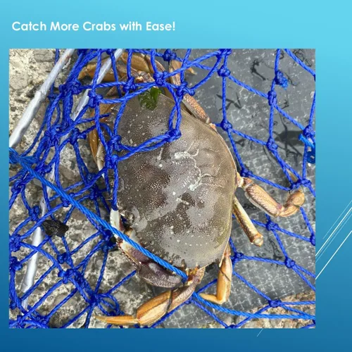 Miniatura 6 de Stainless Collapsible Crab Net with 100ft Rope, Bait Bag, Clip & Ruler – 6 Pieces Portable Crab Trap for Easy Storage – Durable Grid Design for Dock