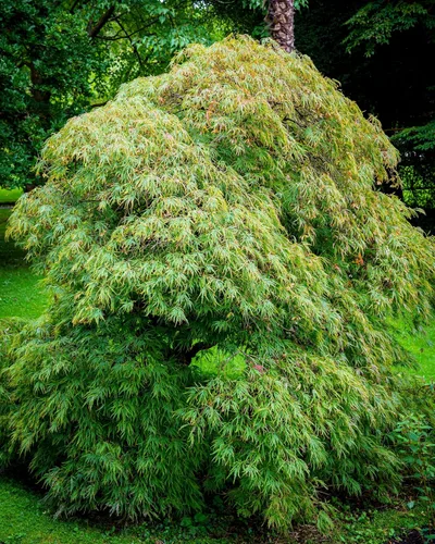 Miniatura 3 de 10 Weeping LACELEAF Maple Japanese Acer Palmatum Dissectum Green Yellow Red Tree Seeds