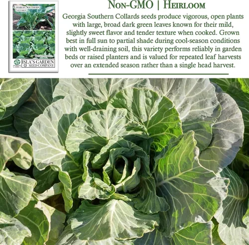 Miniatura 3 de Georgia Southern Collards Seeds para plantar, más de 500 semillas tradicionales por paquete, semillas de jardín de Isla