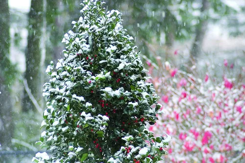 Miniatura 3 de Ganadores probados - Ilex x meserveae Castle Spire (Acebo) Evergreen, 3 - Contenedor