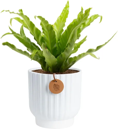 Miniatura 14 de Costa Farms Helecho Kimberly Queen, planta viva de interior, en maceta, de 2 a 3 pies de alto Helecho Reina Kimberly
