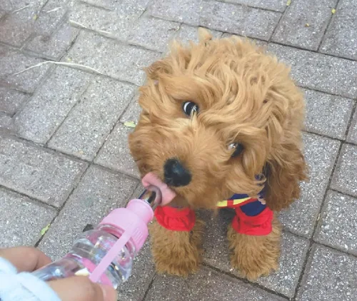 Miniatura 3 de Choco Nose Botella de agua de viaje portátil patentada/comedero para perros/cachorros/gatos/conejos y otros animales de tamaño pequeño -8 oz.