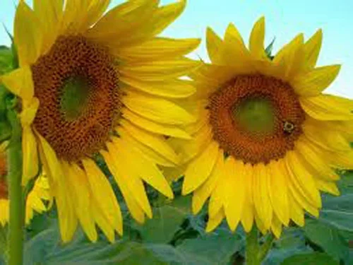 Miniatura 3 de Sunflower, Mammoth Grey Stripe 500 semillas recién cosechadas, 8-12 pies de alto
