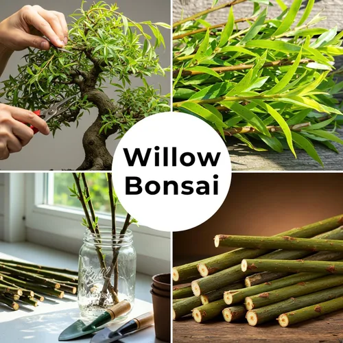 Miniatura 4 de Corte de árbol bonsái de sauce llorón enano - Corte de sauce llorón vivo para cultivar tu propio árbol bonsái de sauce en cascada - Crecimiento