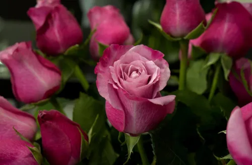 Miniatura 3 de 100 piezas de semillas de rosas flores perennes plantas raras jardín bonsái jardín