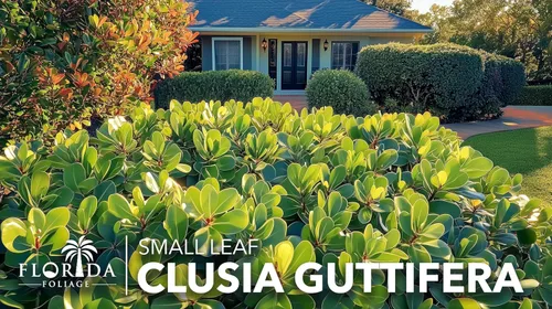 Miniatura 9 de Clusia Guttifera - Hoja pequeña 30 plantas vivas Clusia guttifera Plantas de cobertura de privacidad Arbusto de hoja perenne para paisajismo