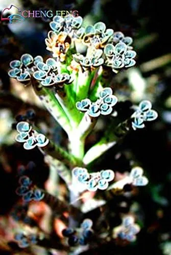 Miniatura 2 de Nuevas semillas frescas de planta Kalanchoe delagoensis azul 100pcs Generic