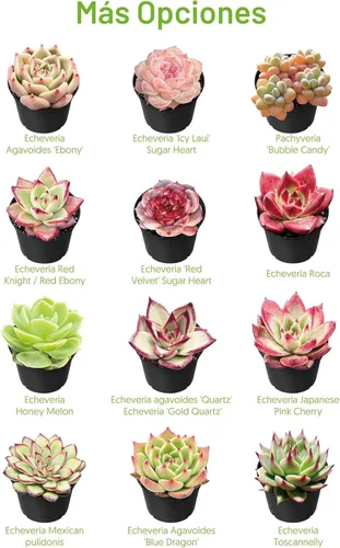 Miniatura 5 de Suculentas vivas "Baby Toes" (4 pulgadas), plantas suculentas totalmente enraizadas en macetas con tierra, planta de casa de fácil cuidado