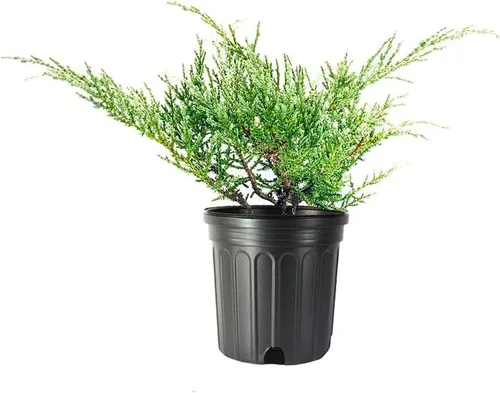 Juniper Angelica Blue - Planta de tamaño de 1 galón vivo - Juniperus Chinensis - Arbusto perenne tolerante a la sequía resistente al frío