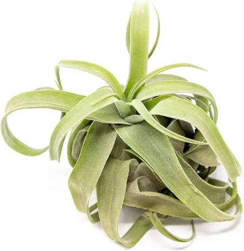 Medium Air Plants Streptophylla - Plantas suculentas de interior y exterior de Tillandsia vivas - Disponible al por mayor y a granel - Decoración