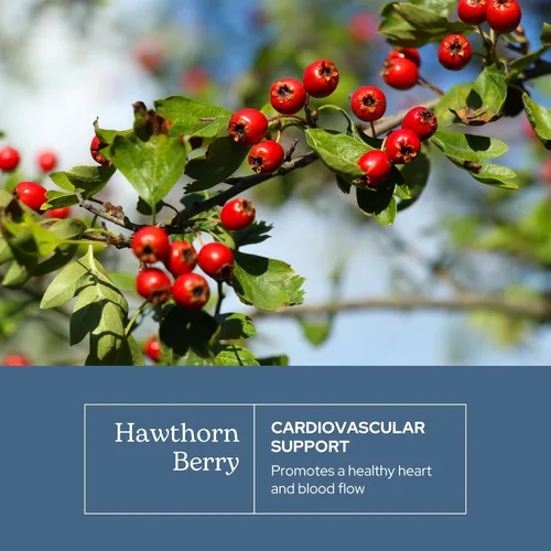 Miniatura 3 de Eclectic Herb - Cápsulas de bayas de espino Apoyo cardiovascular Apoyo para la salud cardíaca, la circulación y la digestión Cultivado