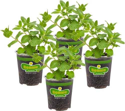 Bonnie Plants Sweet Mint Live - Planta aromática comestible de hierba, paquete de 4, fácil de cultivar, sin OMG, perenne en las zonas 5 a 11,
