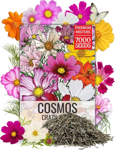 Miniatura 14 de Seed Needs Mezcla de semillas de girasol para plantar Sunset Blend 7 variedades Más de 1000 semillas Helianthus Annuus Heirloom Semillas de flores