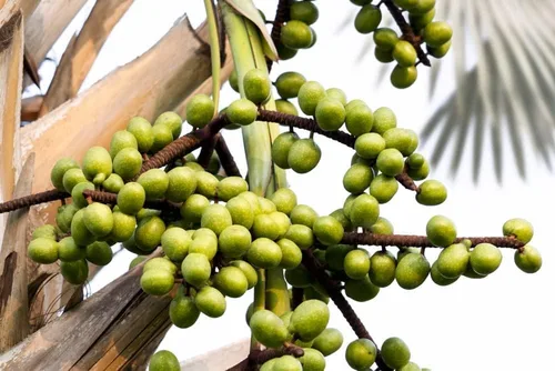 Miniatura 2 de Semillas de Palmetto para Plantar - 10 Semillas - Sabal Palmetto