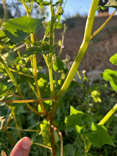 Miniatura 5 de Plant Good Seed Semillas orgánicas de trigo sarraceno, paquete de 125, semillas tradicionales para plantar verduras, granos, brotes, suministros