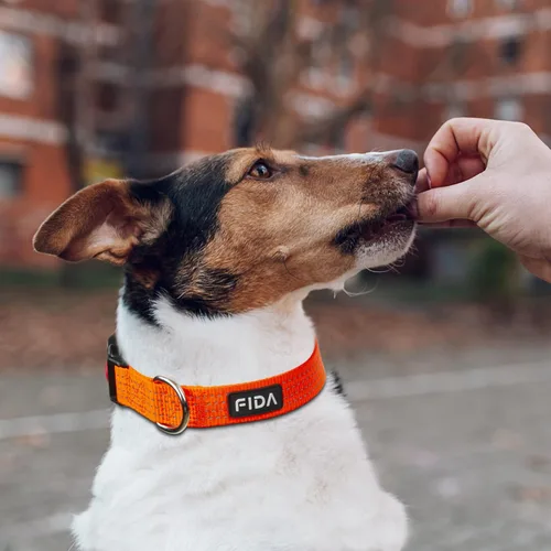 Miniatura 5 de Fida Collar reflectante para perro, collares de nailon para perros con colores neón para perros pequeños, medianos y grandes, de alta visibilidad