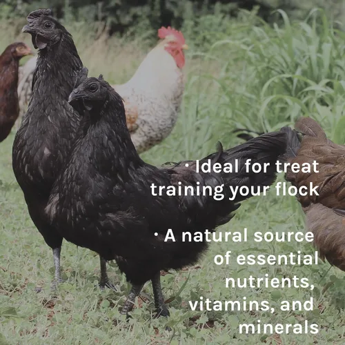 Miniatura 5 de New Country Organics Alimento para pollo Alimento para arañazos para aves de corral adultas Sin soja 9% de proteína Certificado orgánico