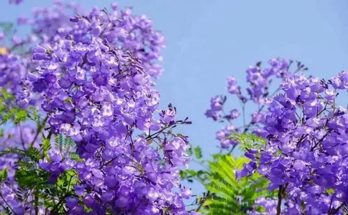 Miniatura 2 de 25 semillas de Mimosifolia azul de Jacaranda de rápido crecimiento de semillas de árbol con flores perennes