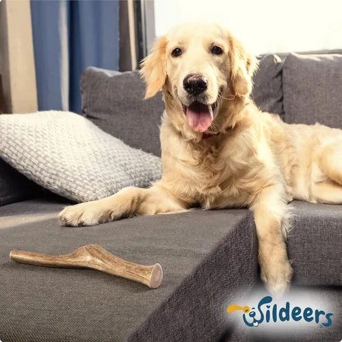 Miniatura 9 de Wildeers Cuernos divididos para perros medianos, paquete de 2, fabricados en Estados Unidos, cuernos de alce de grado A, huesos masticables