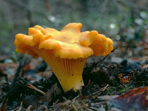 Miniatura 5 de Sporas Mushroom Golden Chanterelle Seeds Mycelium Spawn Hierloom Seed No OGM