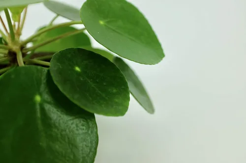 Miniatura 3 de Pilea peperomioides (planta china del dinero / planta Pancake / OVNI), maceta de 4 pulgadas