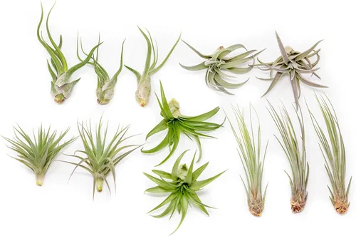 Paquete de 12 plantas de aire clásicas variadas – Plantas suculentas vivas para el hogar – Disponible al por mayor y a granel – Decoración para el