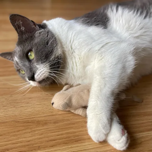 Miniatura 10 de SPOT Ratón Plano Frankie con Hierba Gatera - Juguetes para Gatos, Ratones de Peluche con Hierba Gatera y Sonido de Crujido, Tamaño Perfecto